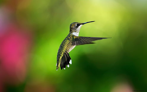 animales, pájaros, colibríes, Fondo de pantalla HD HD wallpaper