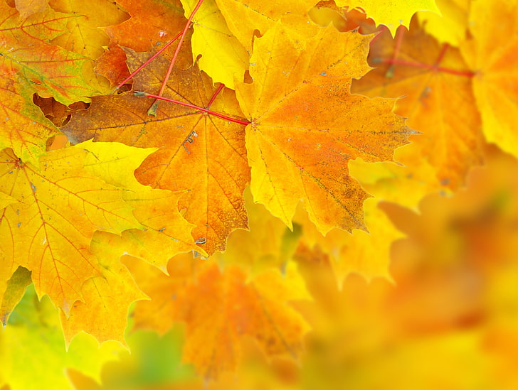 yellow maple leaves, leaves, maple, yellow, autumn, HD wallpaper