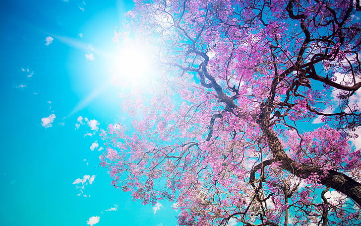 fleur de cerisier, ciel, arbres, violet, plantes, Fond d'écran HD