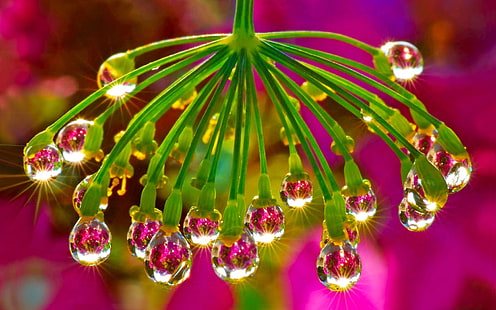 Morning Dew Flower Twigs Drops Water Sun Rays Desktop Wallpaper för mobil surfplatta och dator högupplöst 3840 × 2400, HD tapet HD wallpaper