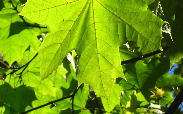 green maple leaf, leaf, veins, green, HD wallpaper