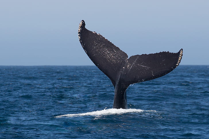 ocean, jumping, whale, humpback, fluke, HD wallpaper
