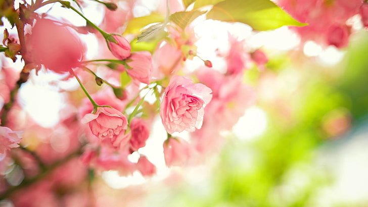 spring-download-pictures-wallpaper-preview.jpg
