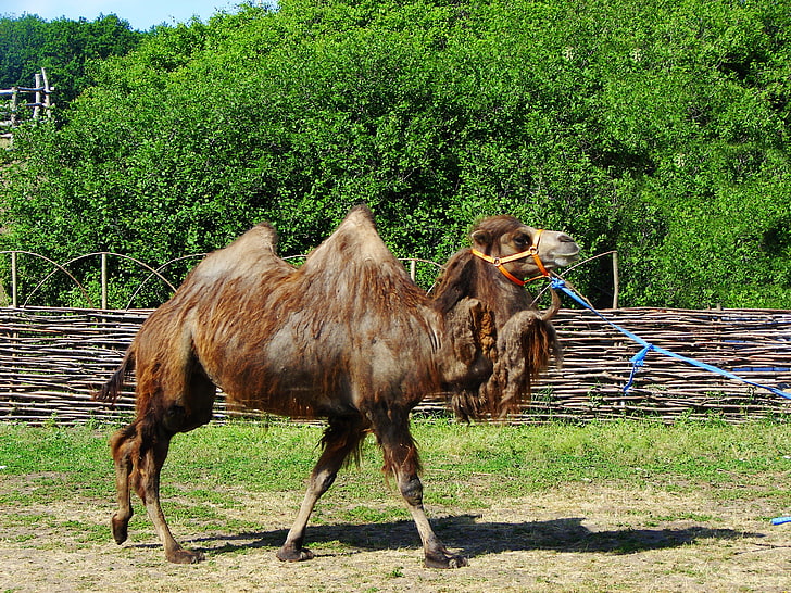 brown camel, camel, humps, steam, walk, pasture, HD wallpaper