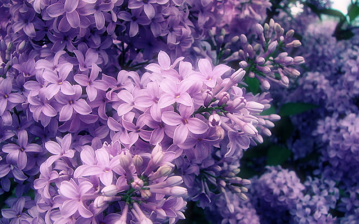 紫の花、枝、春、花びら、開花、ライラック、 HDデスクトップの壁紙