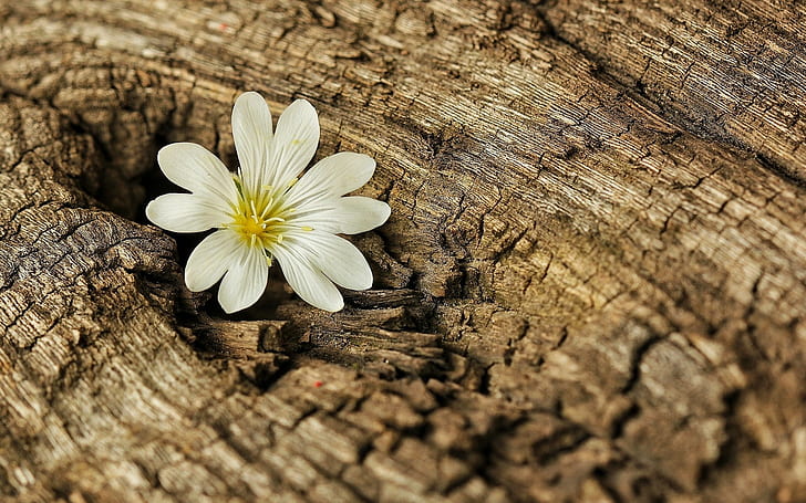 Flower on the tree, flower, bark, wood, tree, background, widescreen, fullscreen, s, HD wallpaper