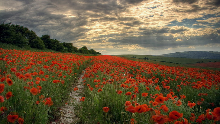 poppies, path, landscape, field, flowers, hills, HD wallpaper