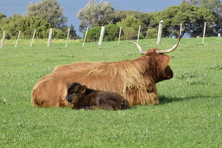 Baby Kuh, Kalb, Kuh, Kühe, Nutztiere, Mutter und Baby, HD-Hintergrundbild