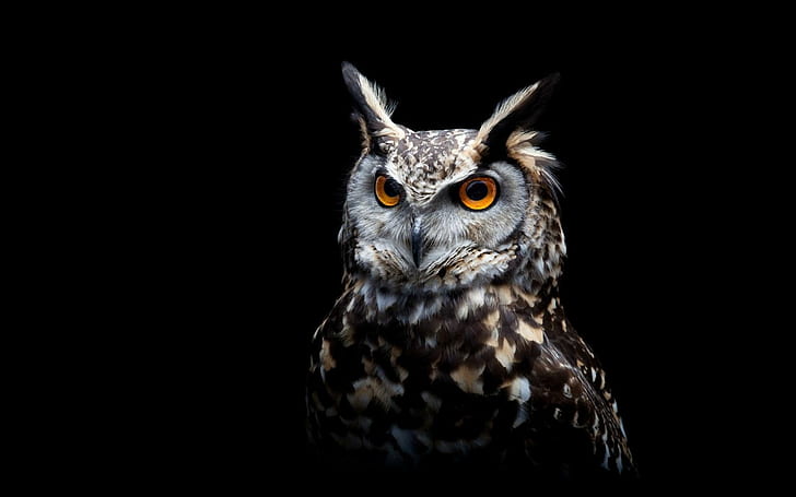 Owl Eyes, eyes, HD wallpaper