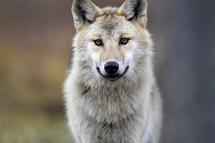 Animal, Wolf, Close-Up, Gray Wolf, HD wallpaper