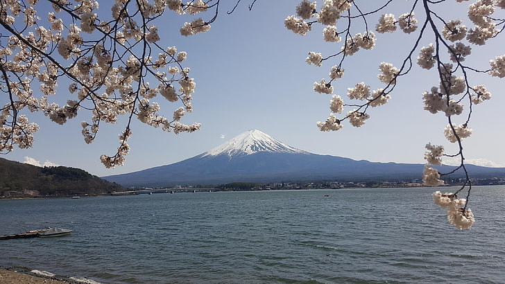 白と茶色の花の装飾、日本、自然、富士山、湖、春、 HDデスクトップの壁紙