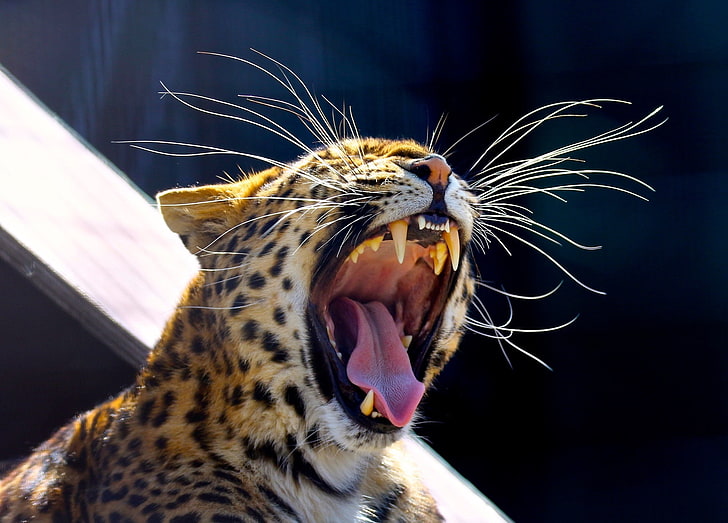 language, mustache, face, predator, mouth, fangs, wild cat, yawns, the Amur leopard, HD wallpaper