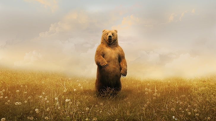 urso pardo, ursos, realista, animais, HD papel de parede