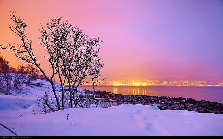 kahle Bäume, Schnee, Landschaft, Natur, Winter, HD-Hintergrundbild