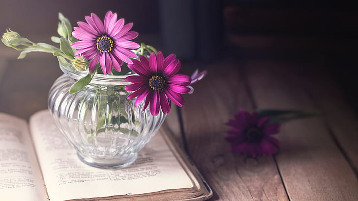 glass, light, flowers, table, background, dark, Board, book, wooden, pink, still life, page, a bunch, lilac, composition, vase, osteospermum, HD wallpaper