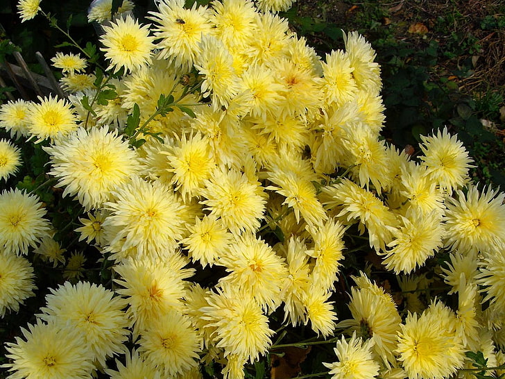 plantes à fleurs pétales jaune, chrysanthèmes, fleurs, jaune, jardin, Fond d'écran HD