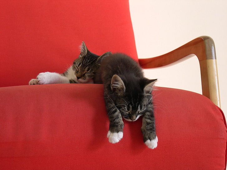 two grey cats, kittens, chair, down, sleep, HD wallpaper