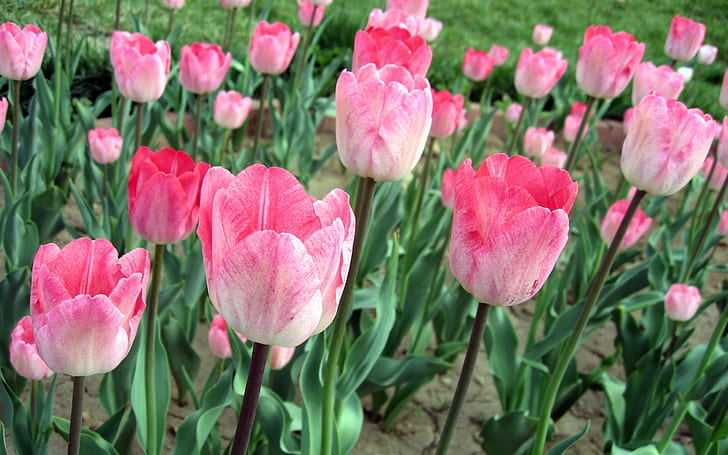 Różowe tulipany, pole kwiatów, różowy, tulipany, kwiaty, pole, Tapety HD