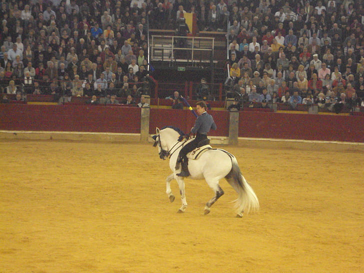 touradas a cavalo andaluz Cavalos Espanha espanhola tradição HD, animais, cavalo, cavalos, espanha, espanhol, andaluz, tradição, touradas a cavalo, HD papel de parede