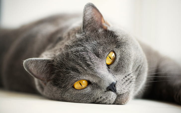 영국 회색 고양이, 노란 눈, 영국, 회색, 고양이, 노란, 눈, HD 배경 화면