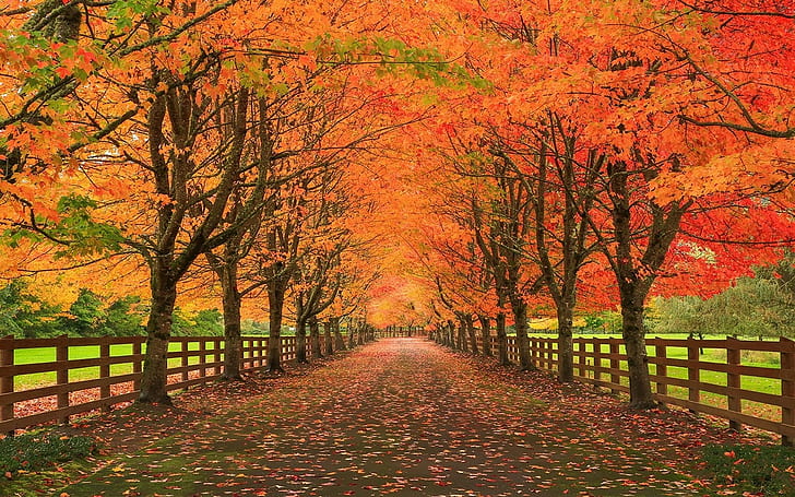 природа, пейзаж, осень, листья, дорога, забор, деревья, трава, HD обои