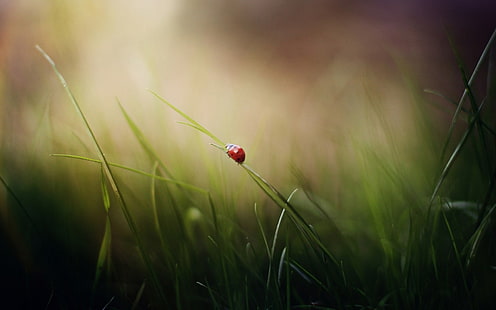 حشرة الدعسوقة الحمراء ، الطبيعة ، العشب ، الخنافس ، الماكرو، خلفية HD HD wallpaper