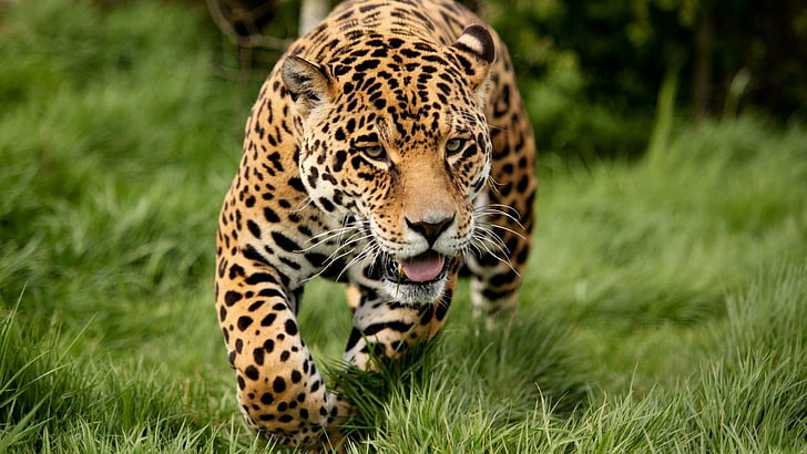 леопард, голяма котка, дива котка, хищник, козина, космат, HD тапет