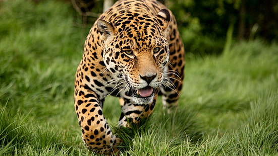 леопард, большая кошка, дикая кошка, хищник, мех, пушистый, HD обои HD wallpaper