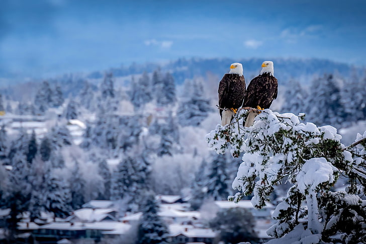 alam, musim dingin, hewan, burung, salju, elang, Wallpaper HD