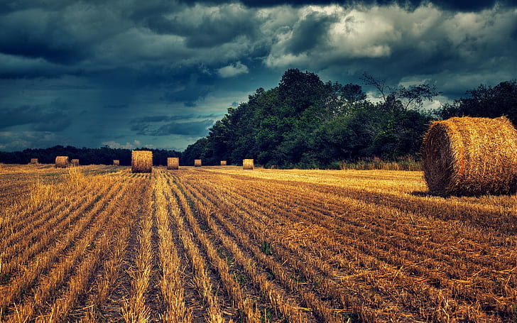 Field, hay, landscape, brown hay field, field, hay, landscape, HD wallpaper