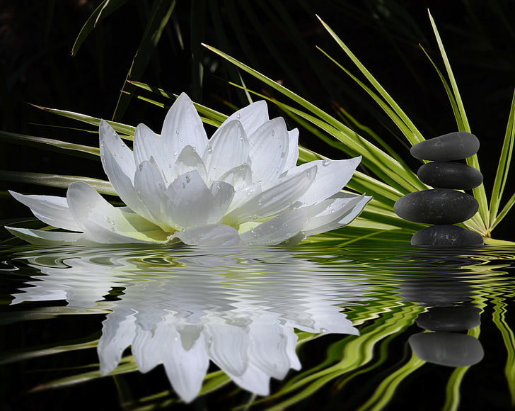 Blanco, blanco, flor, agua, reflexión, piedras, tallos, loto, verde, armonía,  Fondo de pantalla HD | Wallpaperbetter