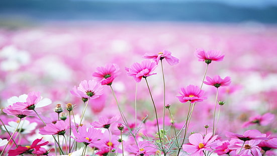 Fleurs d'été Daisy rose Fond d'écran Fonds d'écran Téléchargement gratuit 2880 × 1620, Fond d'écran HD HD wallpaper