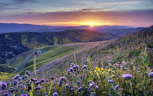 purple flower field during sunrise, california, california, California desert, purple flower, field, sunrise, Carrizo Plain  National Monument, Carrizo Plain National Monument, California, flower, wildflower, blossom, foliage, floral, display, spring, outdoor, mountain, hill, sunset, sun  cloud, RAW, NEX-6, SEL-P1650, Photomatix, Quality, HDR Photography, Caliente Range, Caliente mountain, landscape, nature, meadow, summer, outdoors, beauty In Nature, purple, scenics, rural Scene, blue, sky, HD wallpaper HD wallpaper