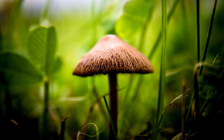 Mushroom among green grass-Fresh Nature HD Wallpap.., HD wallpaper