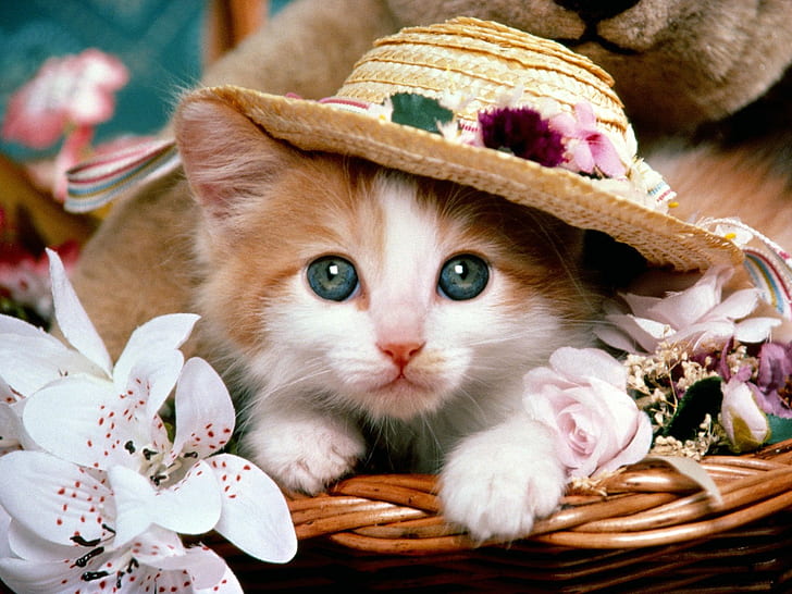 Cats, Cat, Animal, Basket, Flower, Hat, Kitten, Teddy Bear, HD wallpaper