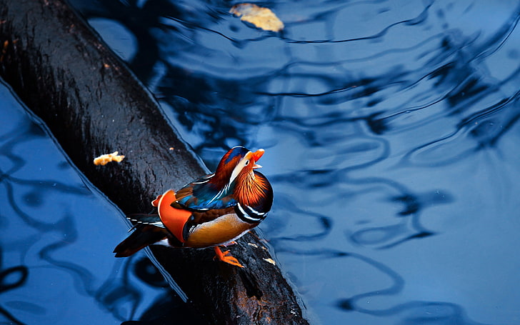 male mandarin duck, mandarin duck, water, timber, bird, sitting, HD wallpaper