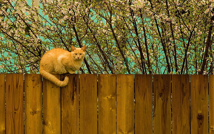 Have Cat On The Fence, view, yellow, picture, nice, beije, leaves, fence, beautiful, trees, image, photoshop, animals, bran, HD wallpaper