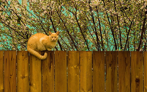 Have Cat On The Fence, view, yellow, picture, nice, beije, leaves, fence, beautiful, trees, image, photoshop, animals, bran, HD wallpaper HD wallpaper