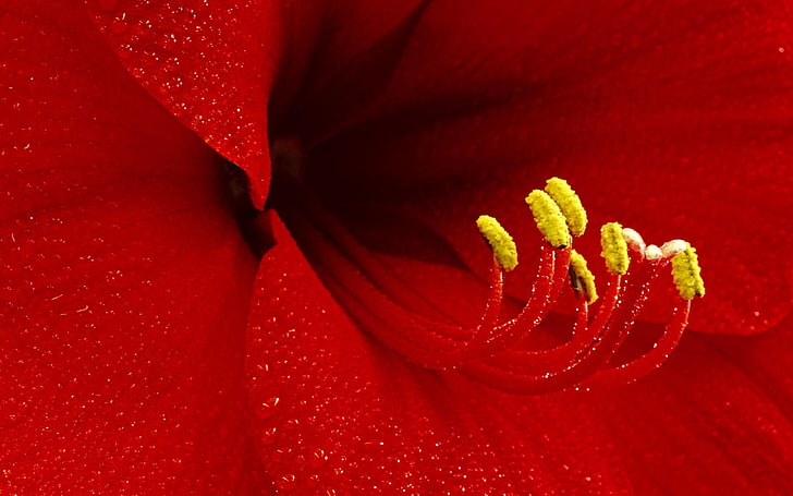 Amarilis roja flor, flor, pétalos, estambres, rojo, Fondo de pantalla HD