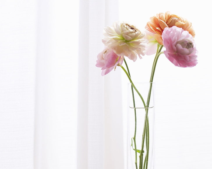 Varias flores rosadas y blancas, peonías, flores, florero, cortinas, Fondo  de pantalla HD | Wallpaperbetter