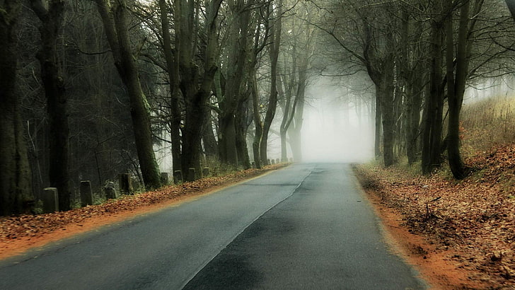 nature, trees, forest, branch, leaves, wood, mist, abandoned, road, fall, hills, HD wallpaper