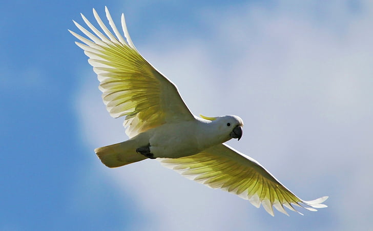 Birds, Bird, Cockatoo, Flight, Parrot, Sky, Sulphur-crested Cockatoo, Sunshine, Wings, HD wallpaper