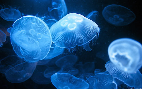 Moon jellyfish-Windows 10 HD Wallpaper, jellyfish illustration, HD wallpaper HD wallpaper