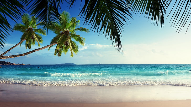 зеленая кокосовая пальма, пляж, песок, тропик, остров, пальмы, море, волны, HD обои