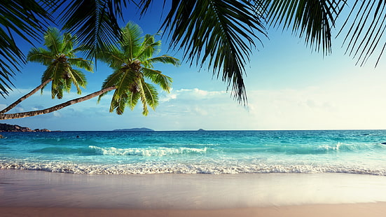 зелено кокосово дърво, плаж, пясък, тропически, остров, палми, море, вълни, HD тапет HD wallpaper
