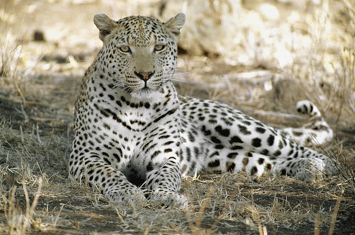 cheetah animal, leopard, africa, shade, rest, predator, HD wallpaper