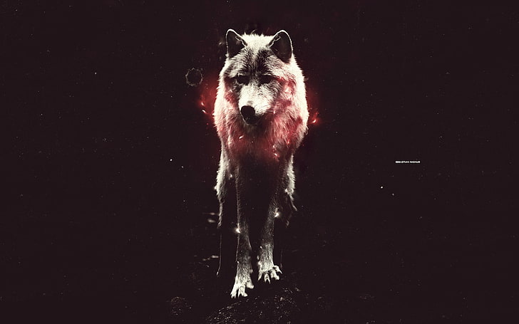 weißer Wolf, Wolf, HD-Hintergrundbild