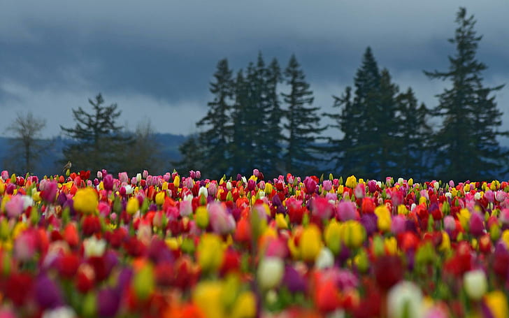 Flowers Field Tulips Colorful Forest Trees Spruce Photo Background, flowers, background, colorful, field, forest, photo, spruce, trees, tulips, HD wallpaper