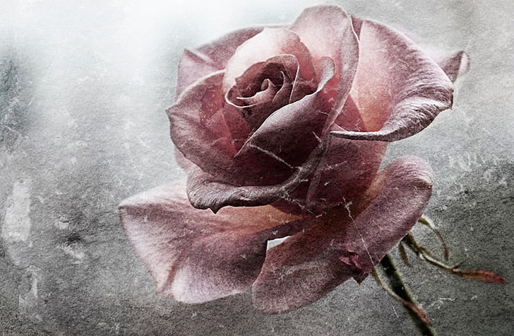 розова роза живопис, цветя, гръндж, роза, HD тапет