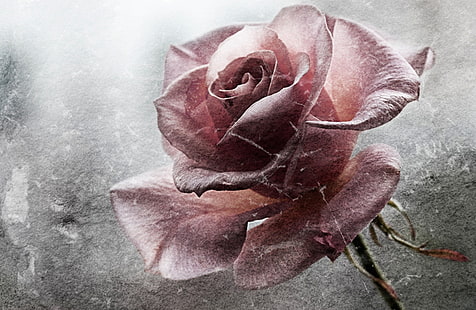 розова роза живопис, цветя, гръндж, роза, HD тапет HD wallpaper